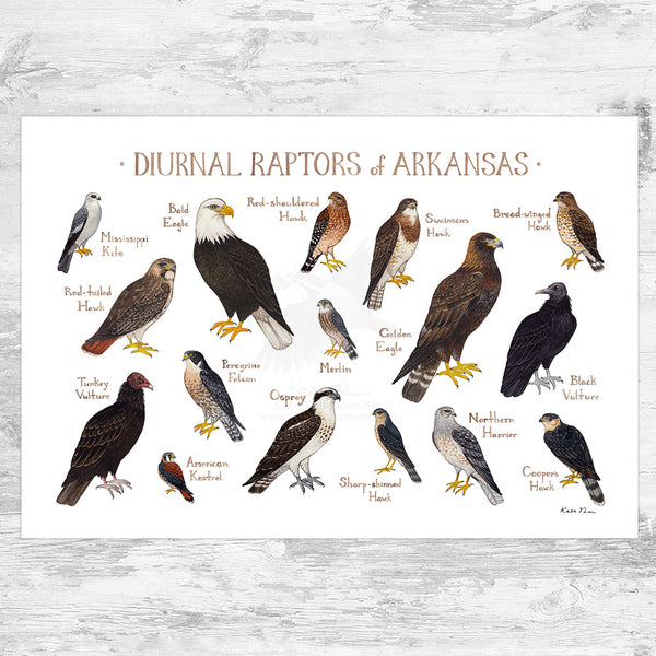 Arkansas Diurnal Raptors Field Guide Art Print – Kate Dolamore Art