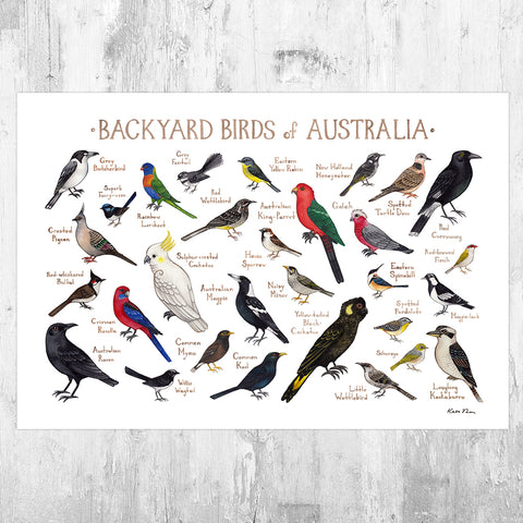 Australia Backyard Birds Field Guide Art Print
