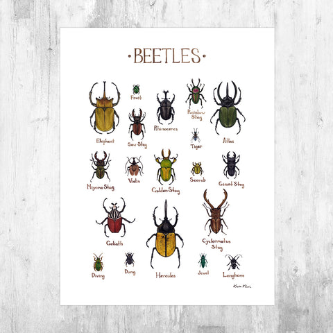 Beetles Field Guide Art Print