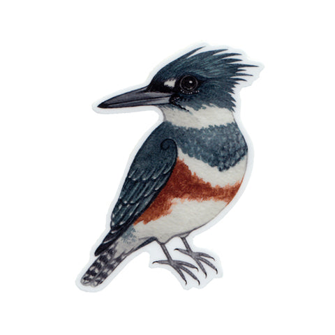 Belted Kingfisher (Female) Vinyl Sticker