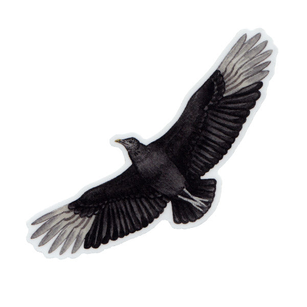 Black Vulture (In Flight) Vinyl Sticker