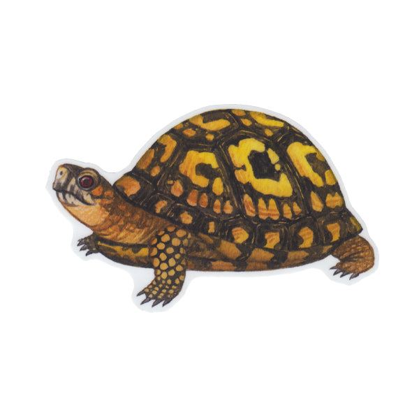 Eastern Box Turtle Vinyl Sticker – Kate Dolamore Art