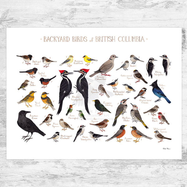 British Columbia Backyard Birds Field Guide Art Print