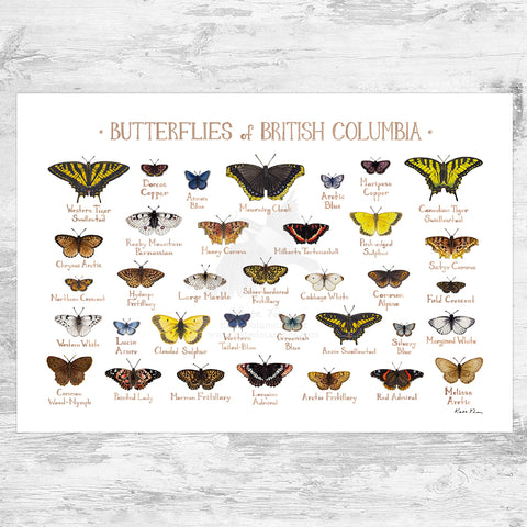 Butterflies of the US and Canada Prints – Kate Dolamore Art