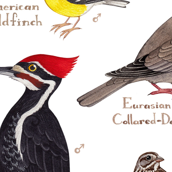 British Columbia Backyard Birds Field Guide Art Print