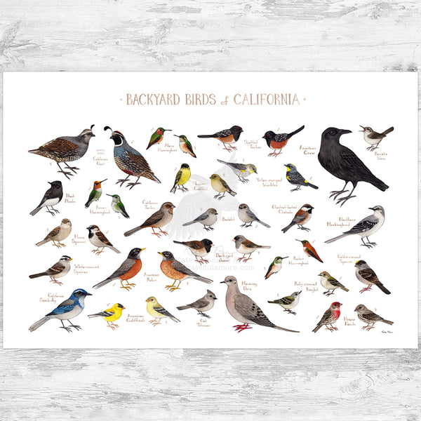California Backyard Birds Field Guide Art Print