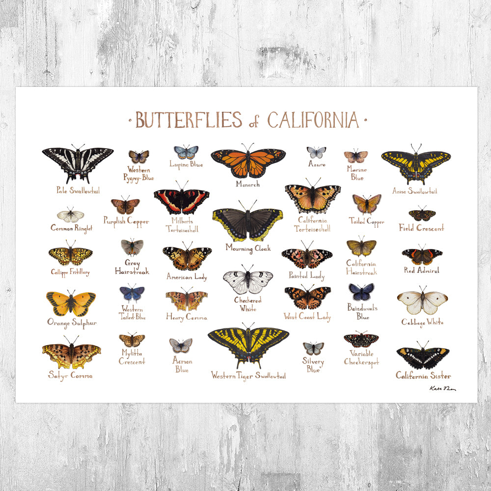California Butterflies Field Guide Art Print