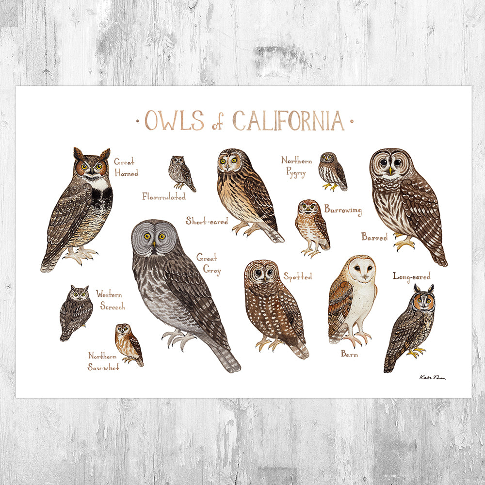 California Owls Field Guide Art Print