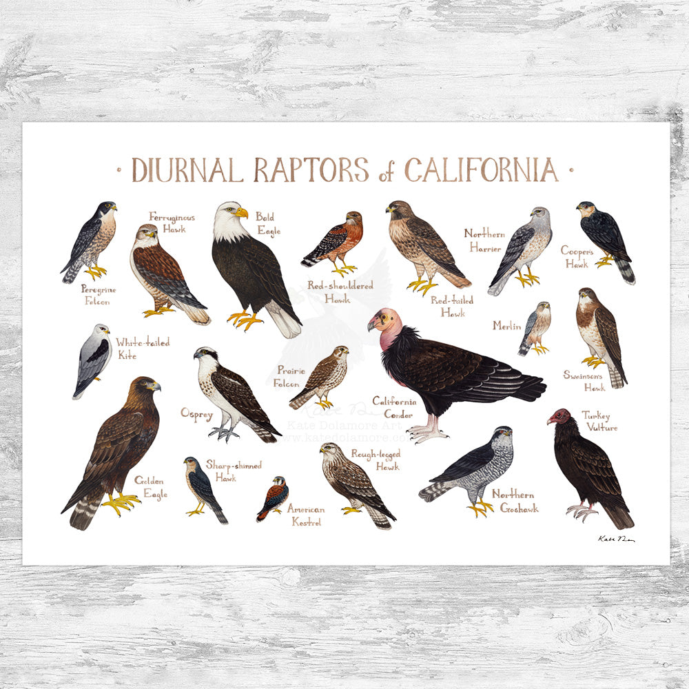 A Field Guide to Unusual Raptors of the Southern US
