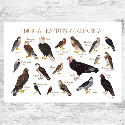 California Diurnal Raptors Field Guide Art Print