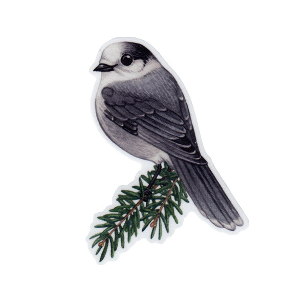 Canada Jay Vinyl Sticker