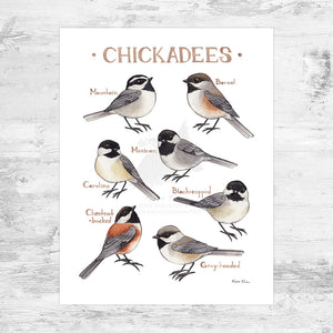 Chickadees of North America Art Print