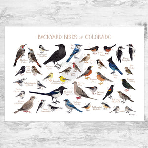 Colorado Backyard Birds Field Guide Art Print
