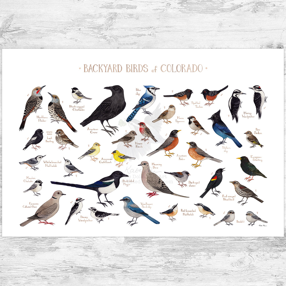 Colorado Backyard Birds Field Guide Art Print – Kate Dolamore Art