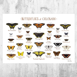 Colorado Butterflies Field Guide Art Print