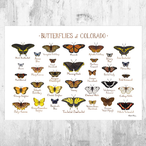 Colorado Raptors Guide Colorado Diurnal Raptors Field Guide Art Print – Kate Dolamore Art