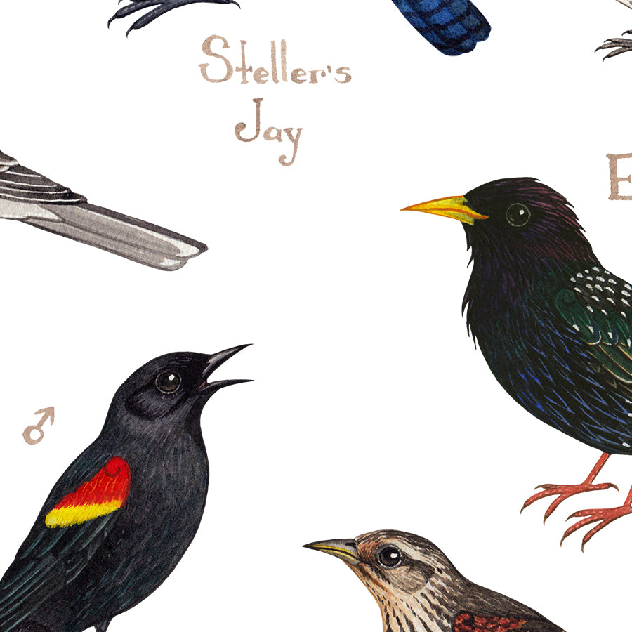 Colorado Backyard Birds Field Guide Art Print – Kate Dolamore Art