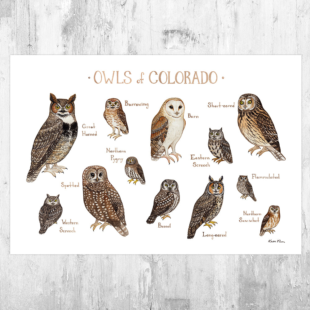Colorado Owls Field Guide Art Print