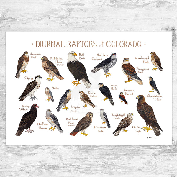 Colorado Diurnal Raptors Field Guide Art Print – Kate Dolamore Art