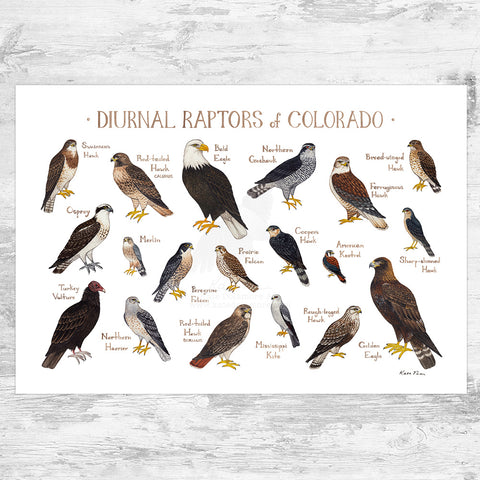 Colorado Diurnal Raptors Field Guide Art Print
