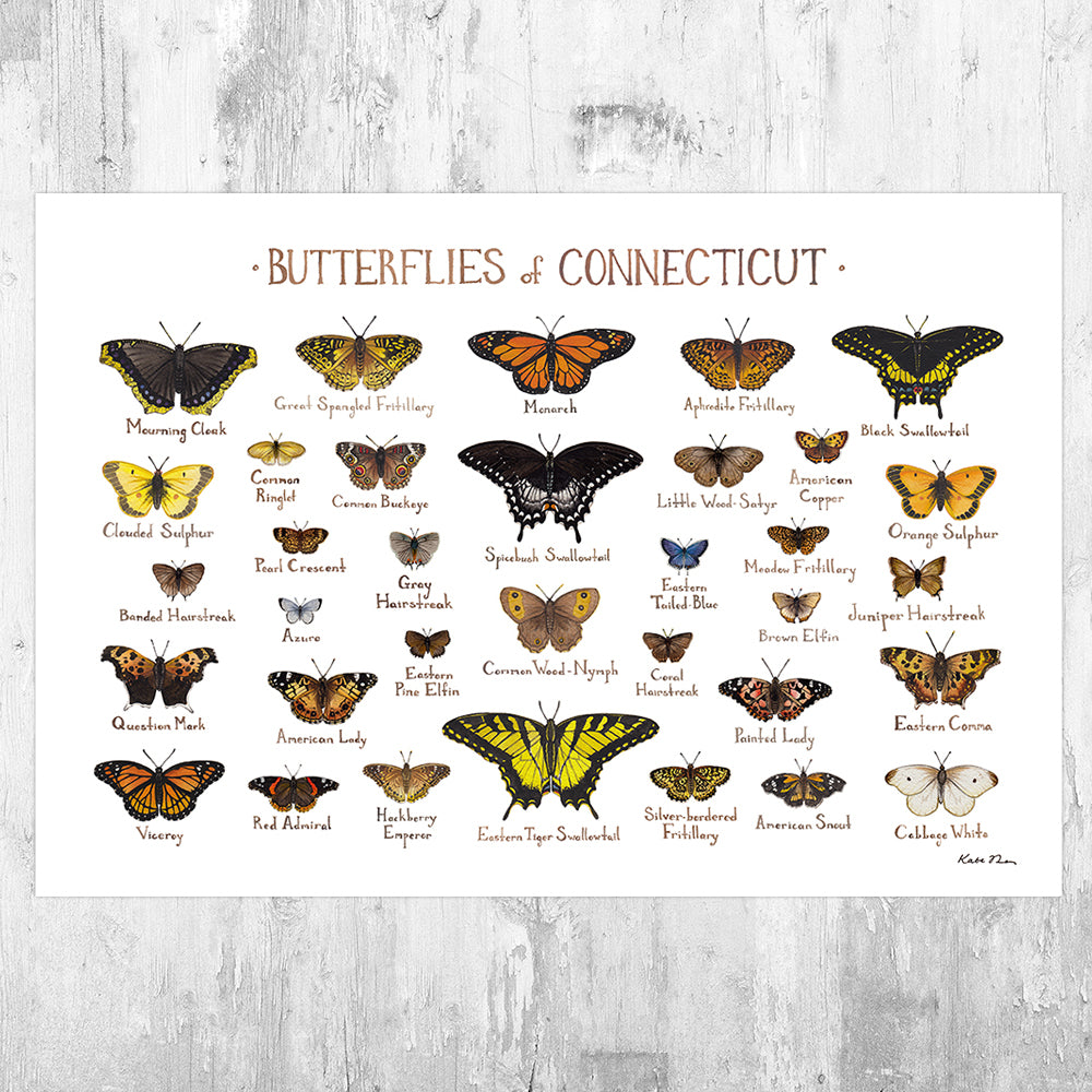 Connecticut Butterflies Field Guide Art Print