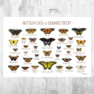 Connecticut Butterflies Field Guide Art Print