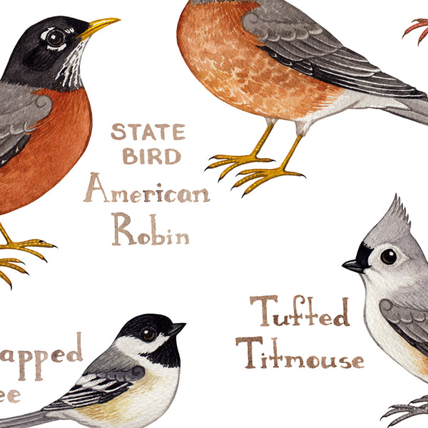 Connecticut Backyard Birds Field Guide Art Print