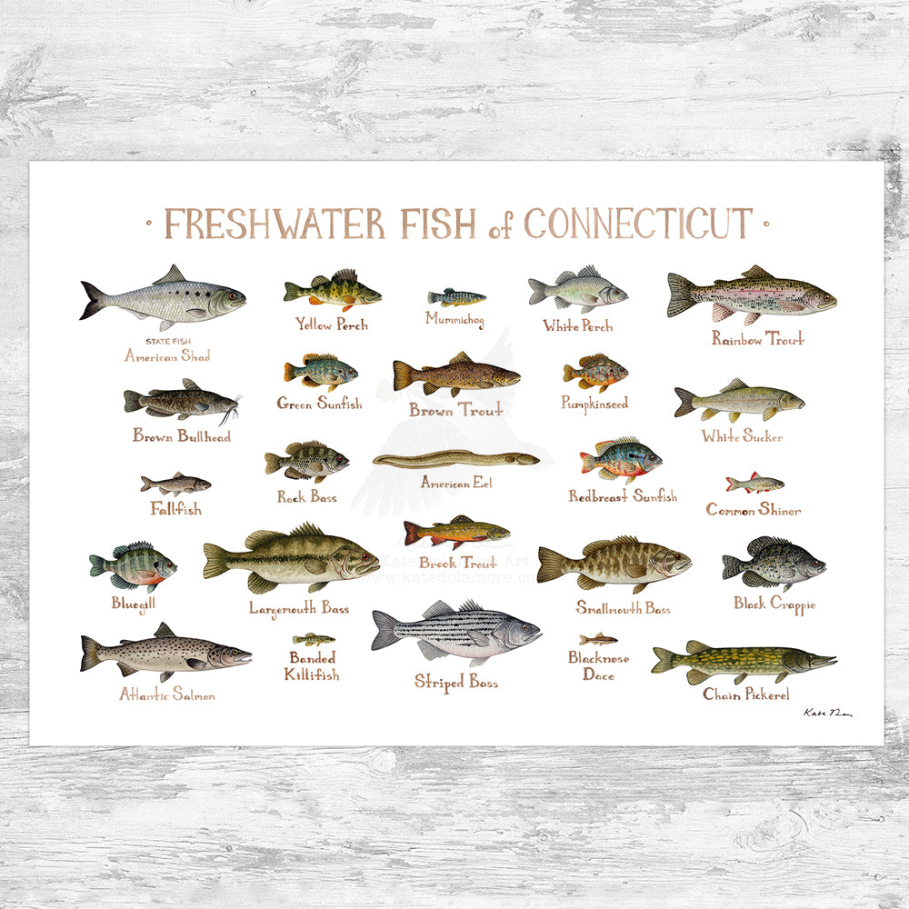 L Fish Freshwater Fish Species Identification