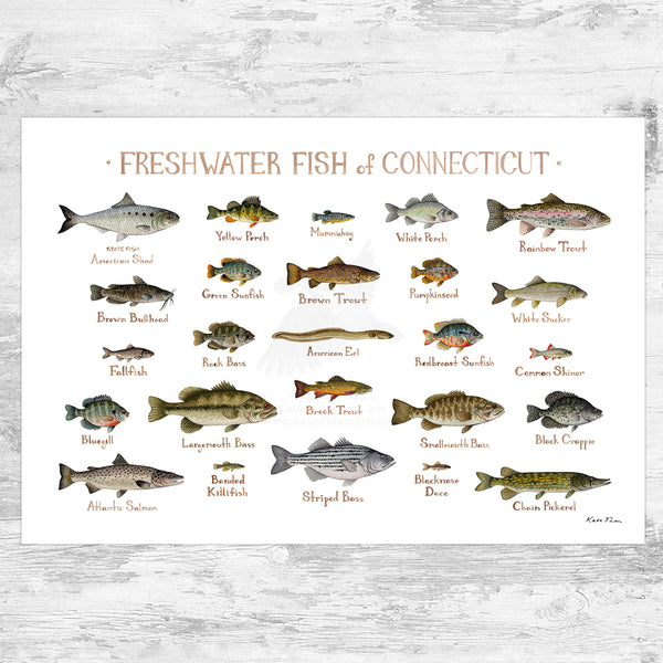 Connecticut Freshwater Fish Field Guide Art Print