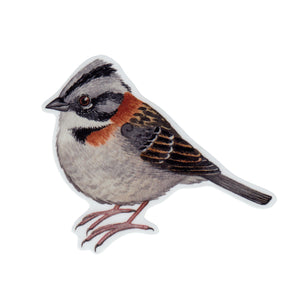 Rufous-collared Sparrow (Copetón) Vinyl Sticker