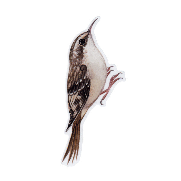 Brown Creeper Vinyl Sticker