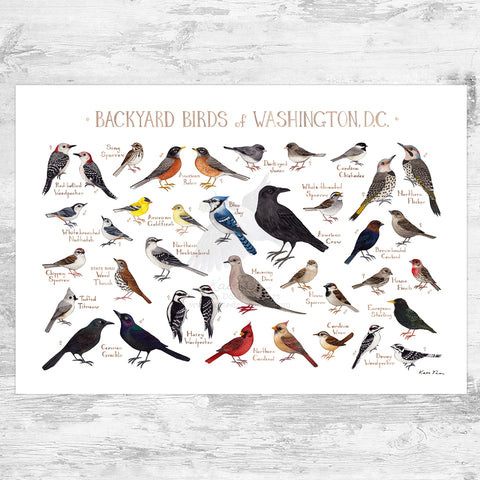 Washington, D.C. Backyard Birds Field Guide Art Print