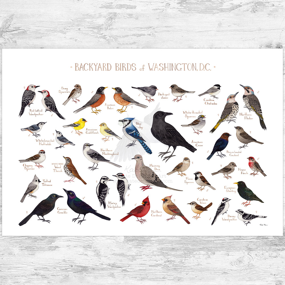 *SUN2005さま専用* Washington DC Bird バード Washington, D.C. Backyard Birds Field Guide Art Print – Kate
