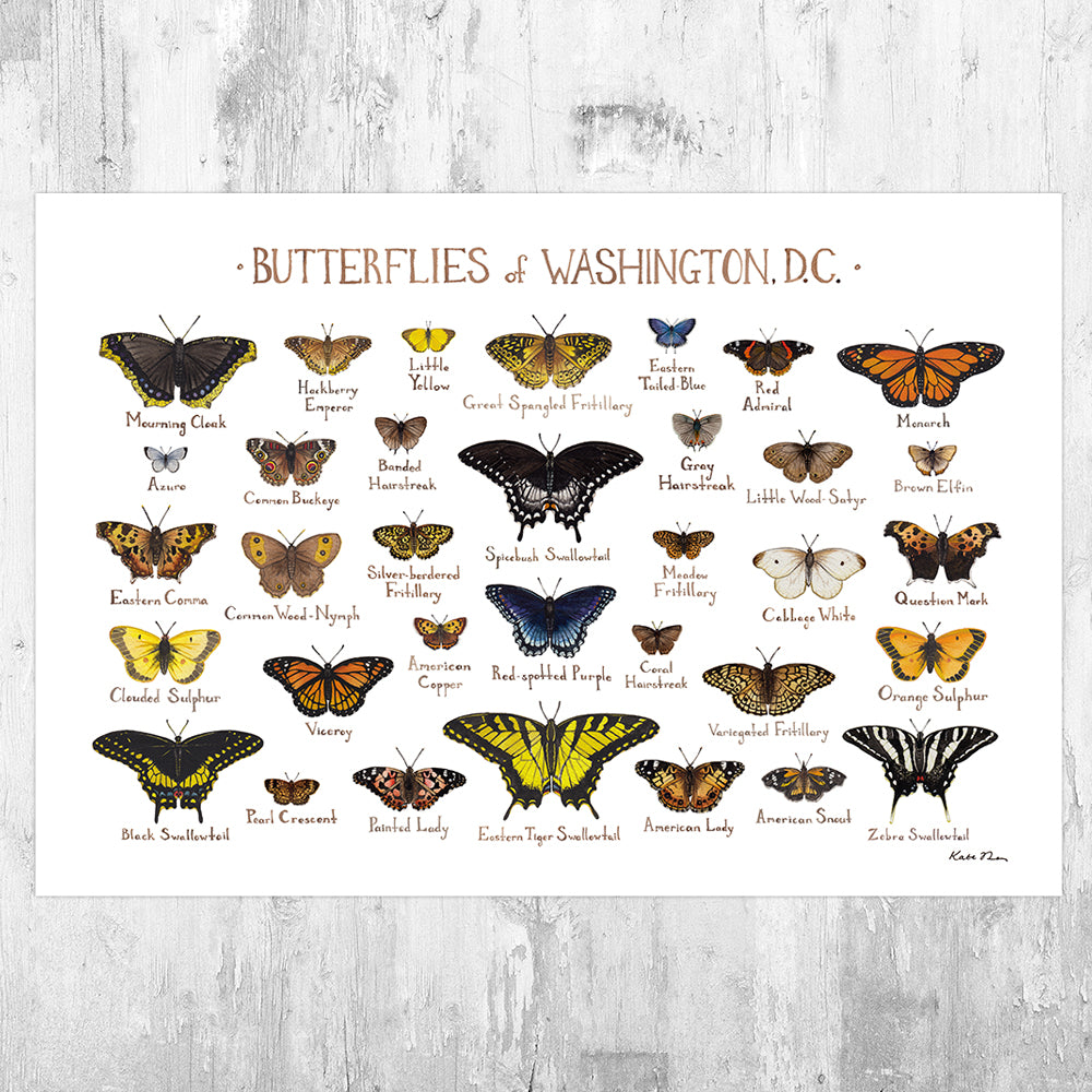 Washington, D.C. Butterflies Field Guide Art Print