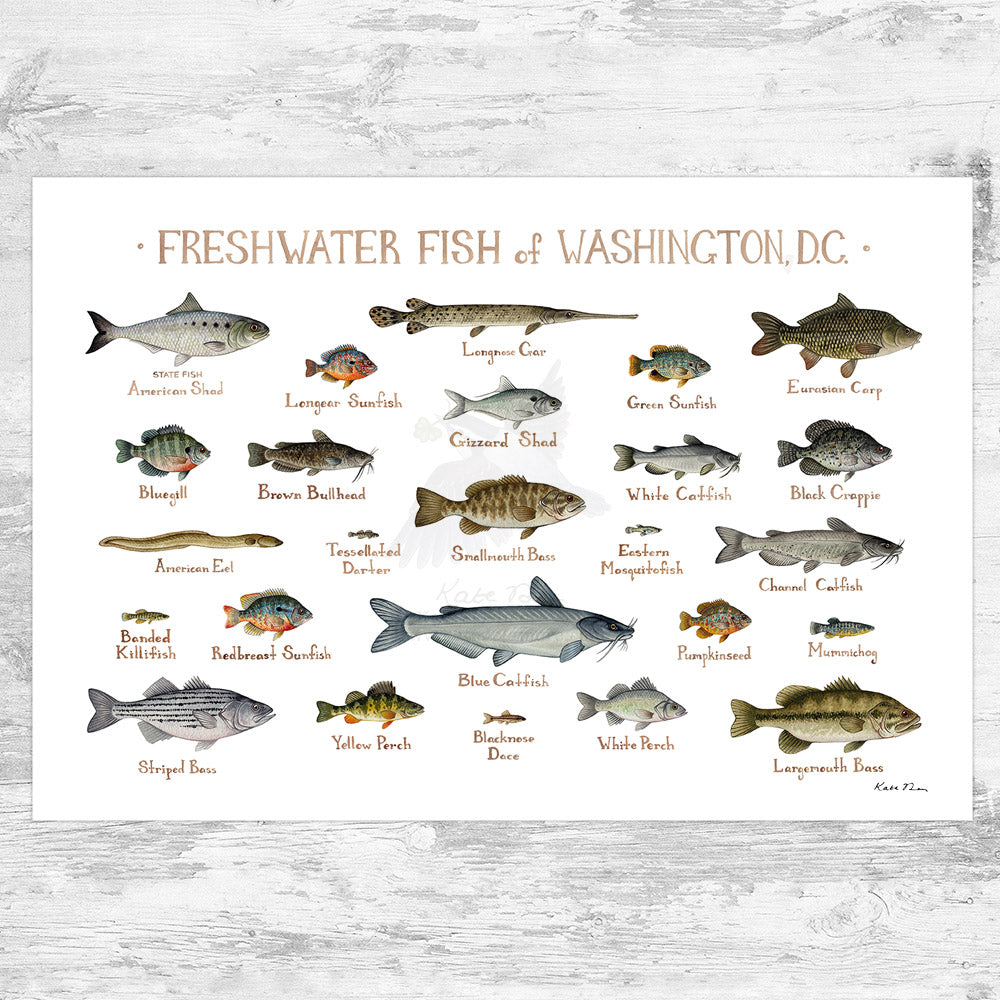 Washington Fish Chart Washington, D.C. Freshwater Fish Field Guide Art Print – Kate Dolamore Art