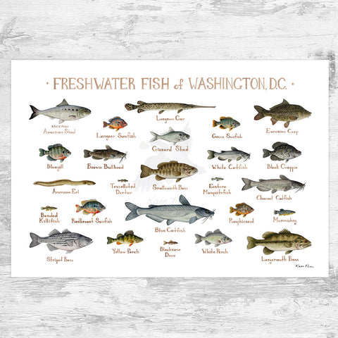Washington, D.C. Freshwater Fish Field Guide Art Print