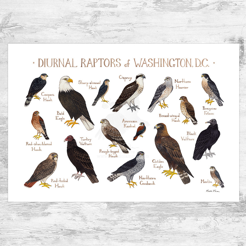 Washington, D.C. Diurnal Raptors Field Guide Art Print