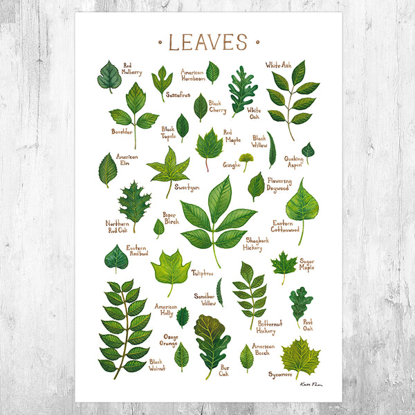 Leaves of North American Trees Field Guide Art Print