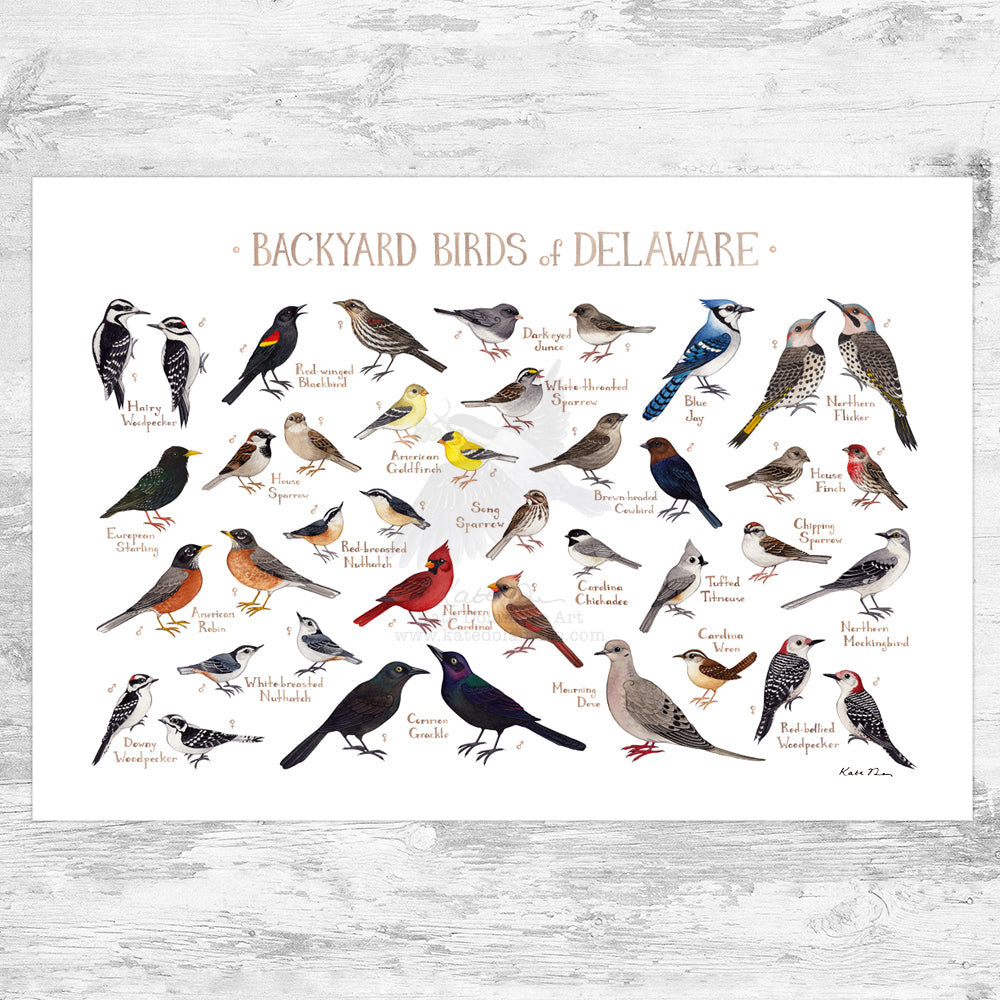 Delaware Backyard Birds Field Guide Art Print