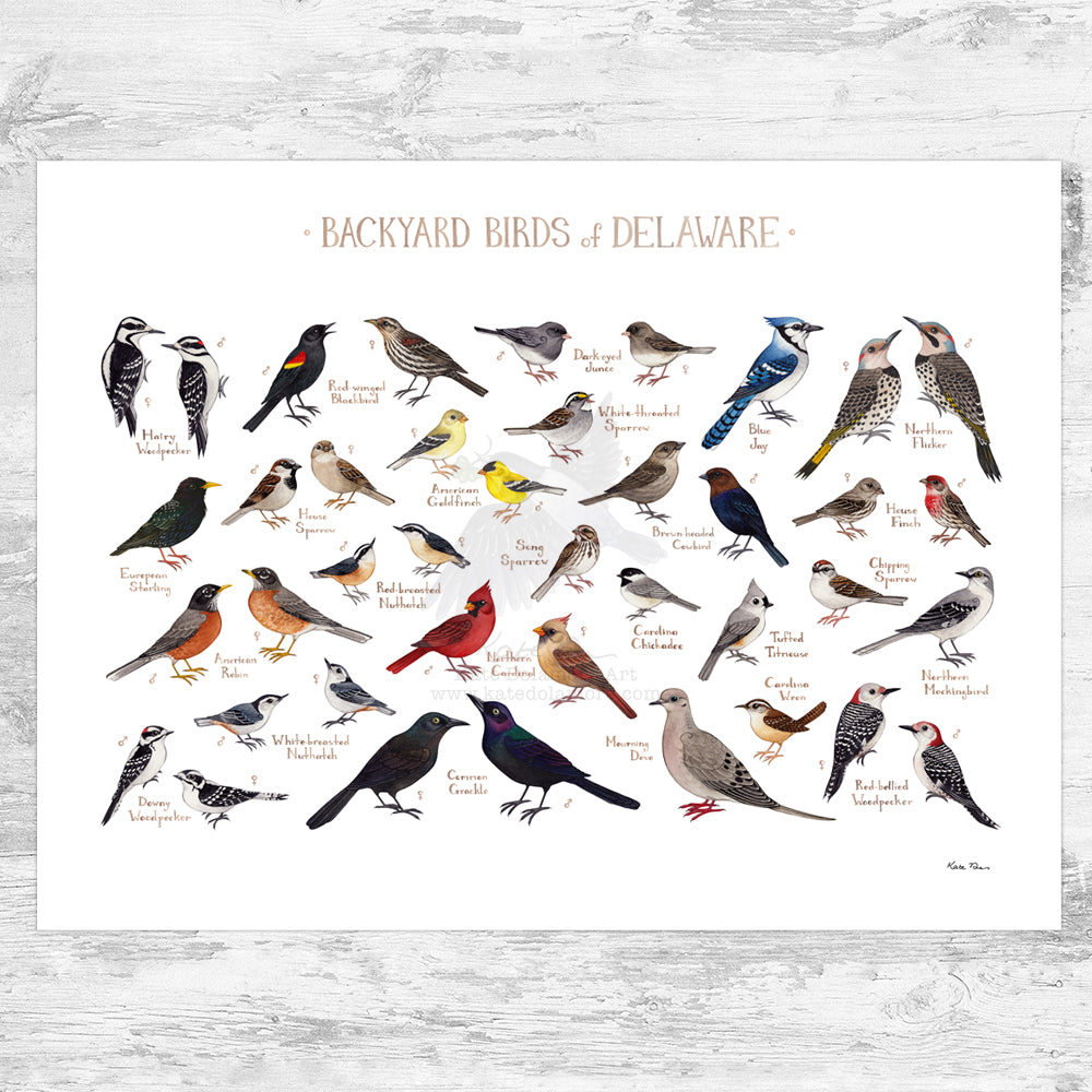 Delaware Backyard Birds Field Guide Art Print – Kate Dolamore Art