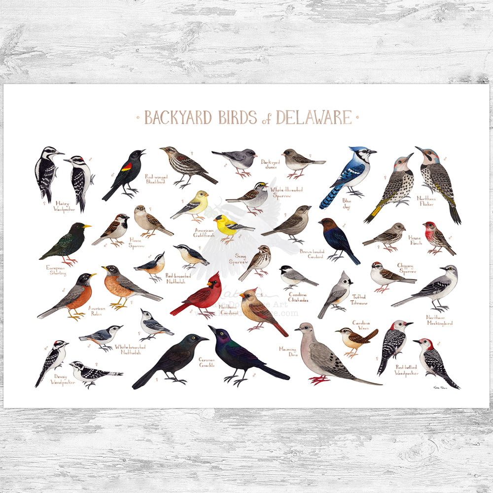 Delaware Backyard Birds Field Guide Art Print – Kate Dolamore Art