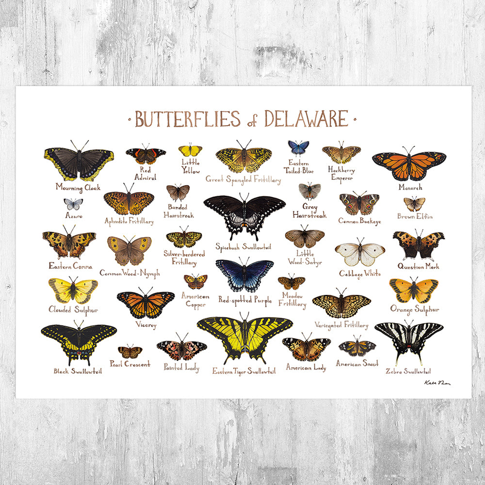 Delaware Butterflies Field Guide Art Print