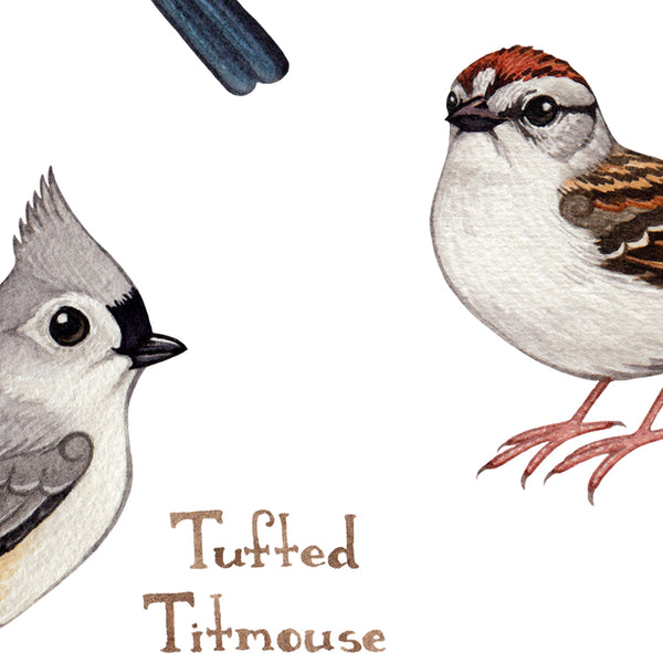 Delaware Backyard Birds Field Guide Art Print