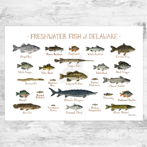 Delaware Freshwater Fish Field Guide Art Print
