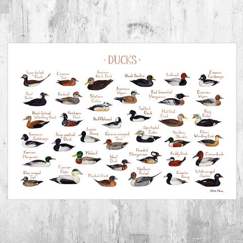 Ducks of North America Field Guide Art Print