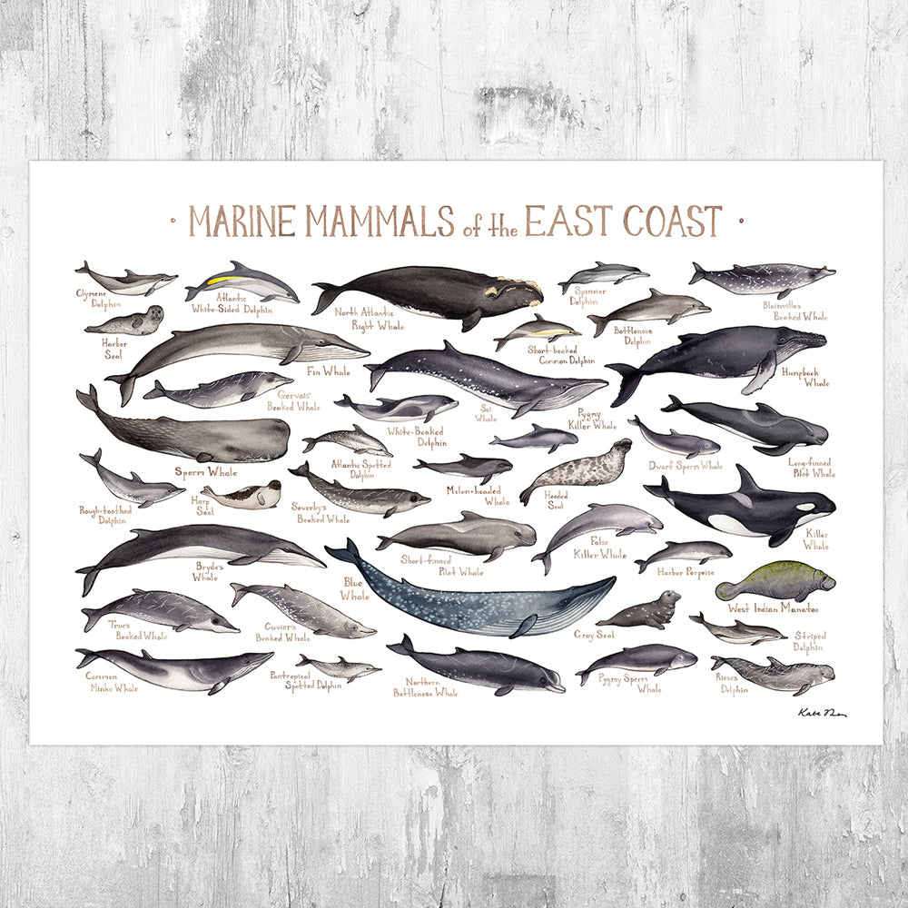 Uregelmæssigheder krog delvist East Coast Marine Mammals Field Guide Art Print – Kate Dolamore Art