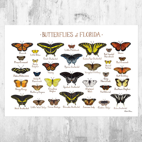 Florida Butterflies Field Guide Art Print