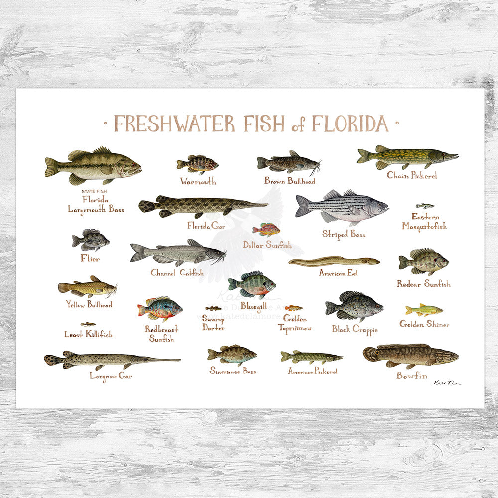 Catfish - How to fish in Florida fresh water