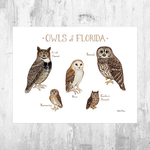 Florida Owls Field Guide Art Print