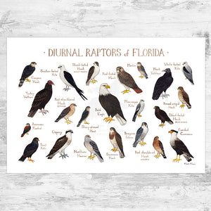 Florida Diurnal Raptors Field Guide Art Print